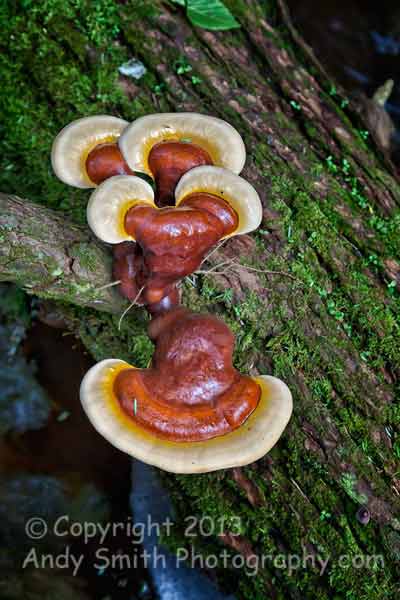 Mushrooms in Tillman Ravine